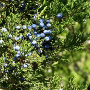 berries on cedar tree