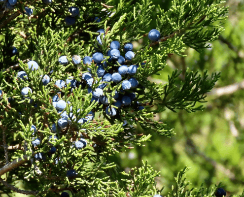 berries on cedar tree