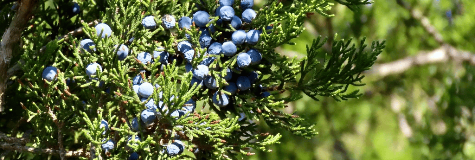 berries on cedar tree