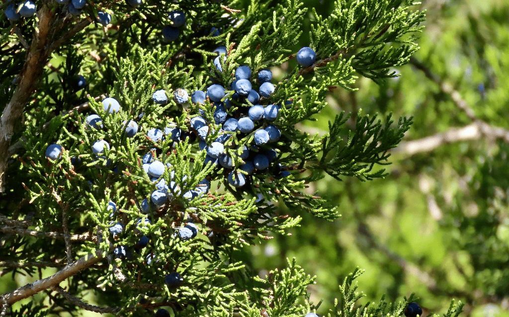 berries on cedar tree
