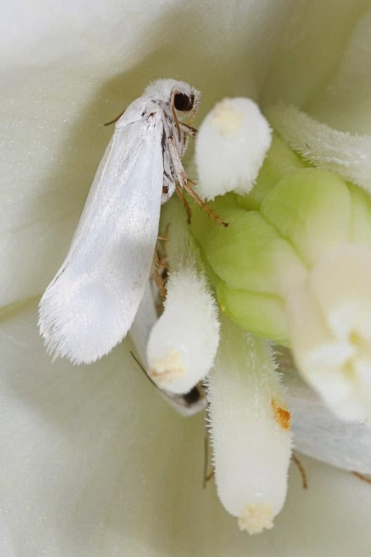 a small white moth inside a white flower