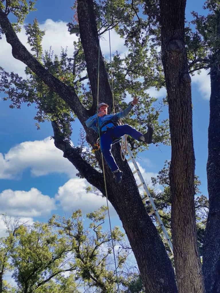 an arborist rappelling from a tree