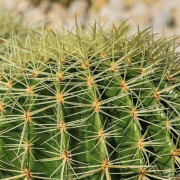 cactus-xeriscaping